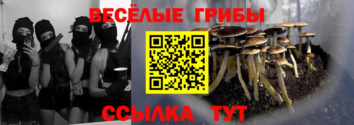 Галлюциногенные грибы Psilocybine cubensis Сергиев Посад